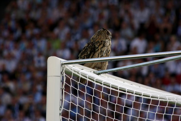 Finland v Belgium